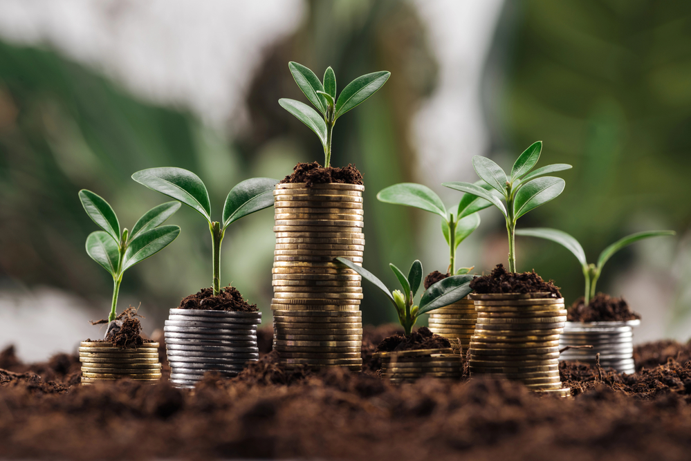 stacks of coins with plants growing out of them on top on a bed of soil